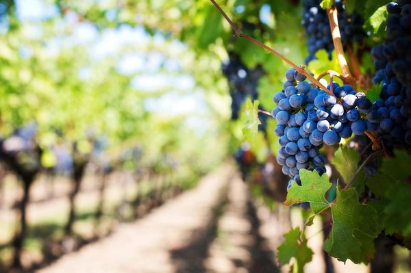 Que faut-il savoir du domaine Clos du Calvaire ?
